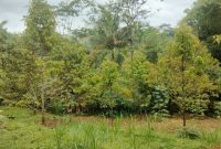 jual kebun durian purwokerto