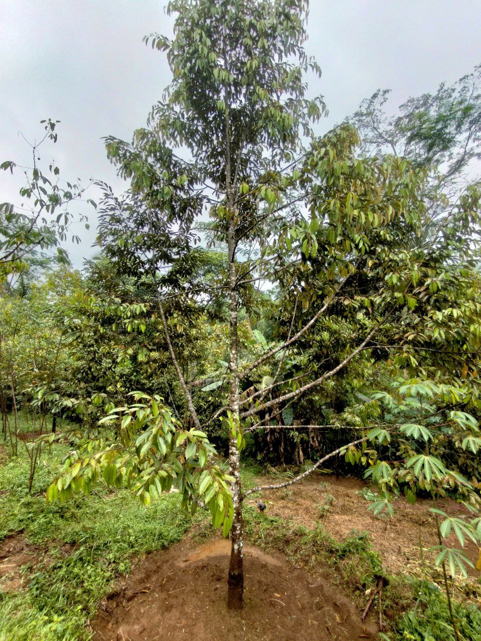 kebun durian baturaden