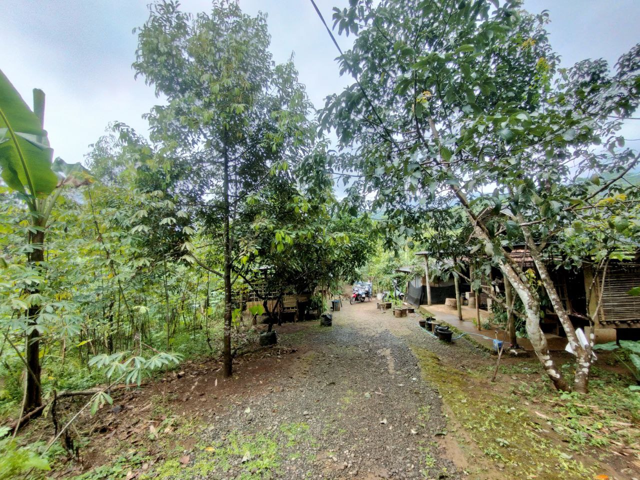 kebun durian kalikesur banyumas